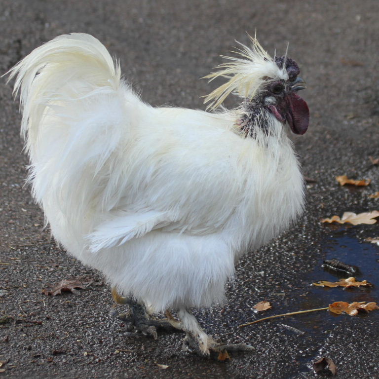 Silkie