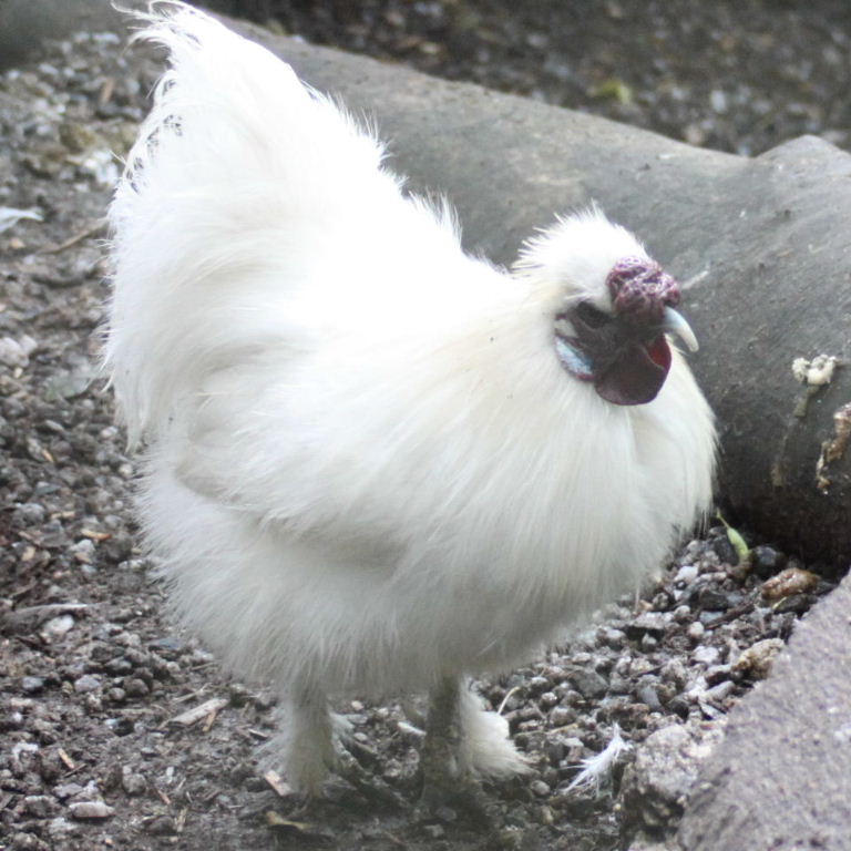 Silkie