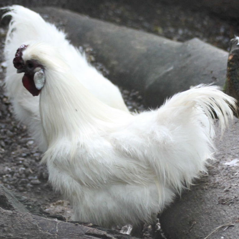 Silkie