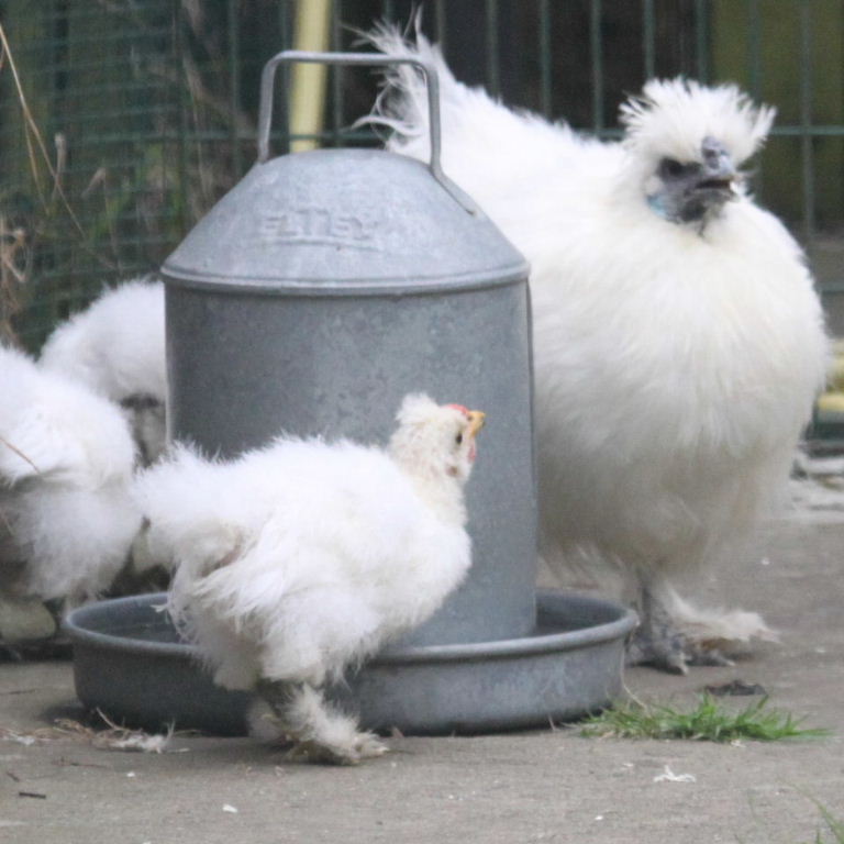 Silkie chickens