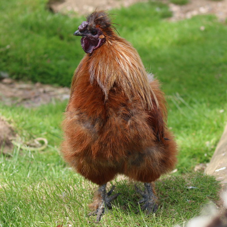 Silkie bantam