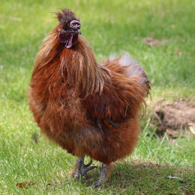 Silkie bantam
