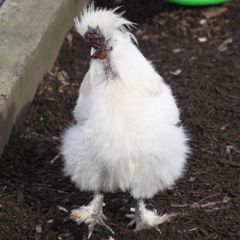 Silkie