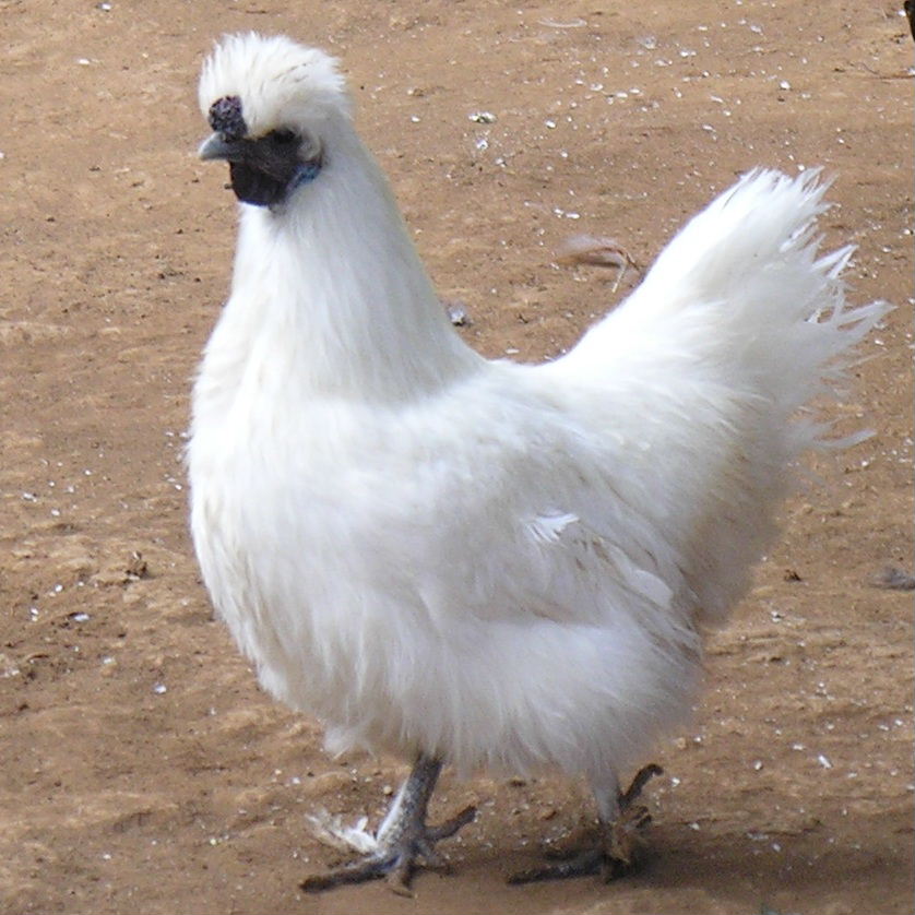 Silkie