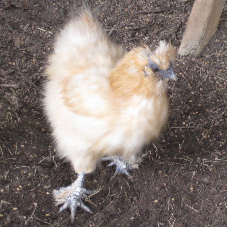 Silkie