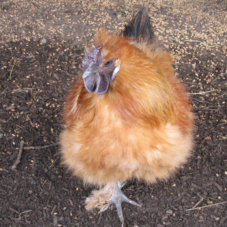 Silkie