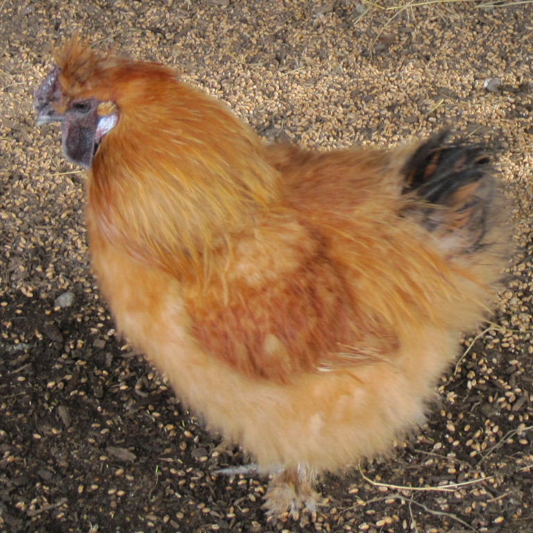 Silkie