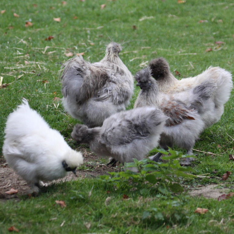 Silkie bantams