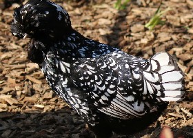 Polish Lace Chicken