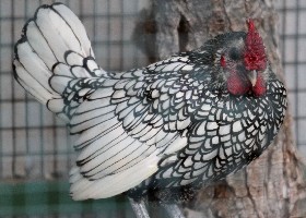 Sebright Chicken
