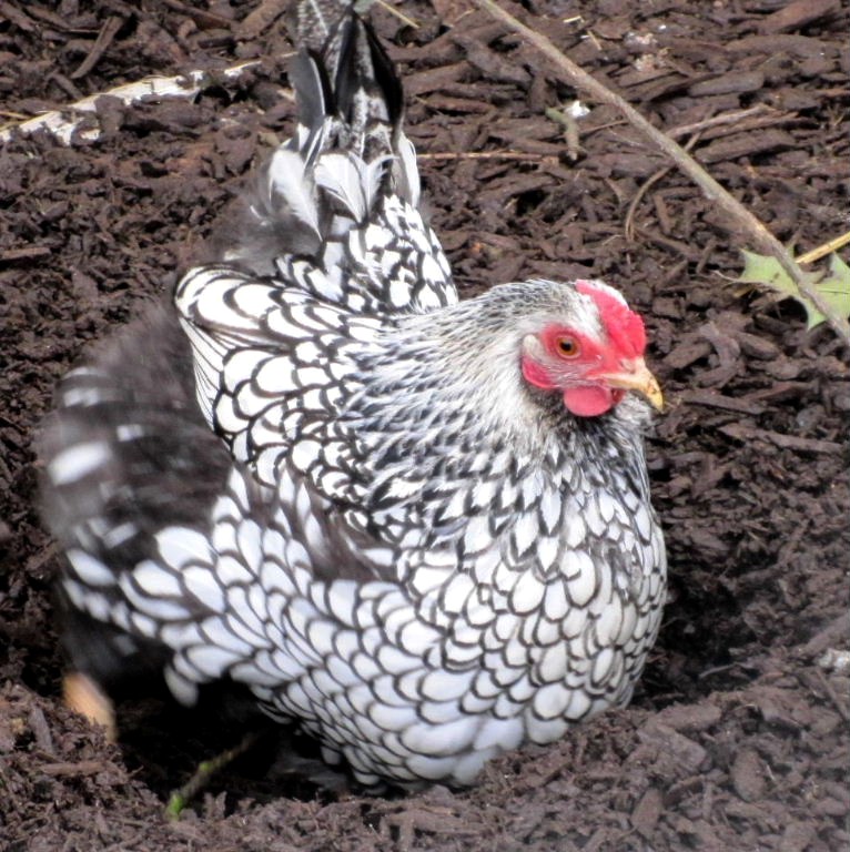 Silver-laced Wyandotte hen