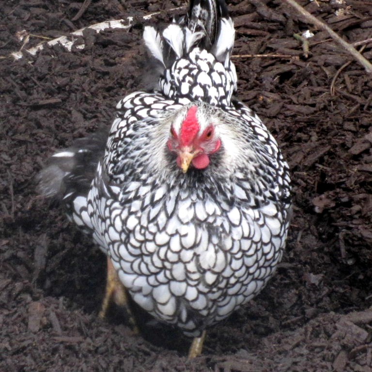 Silver-laced Wyandotte