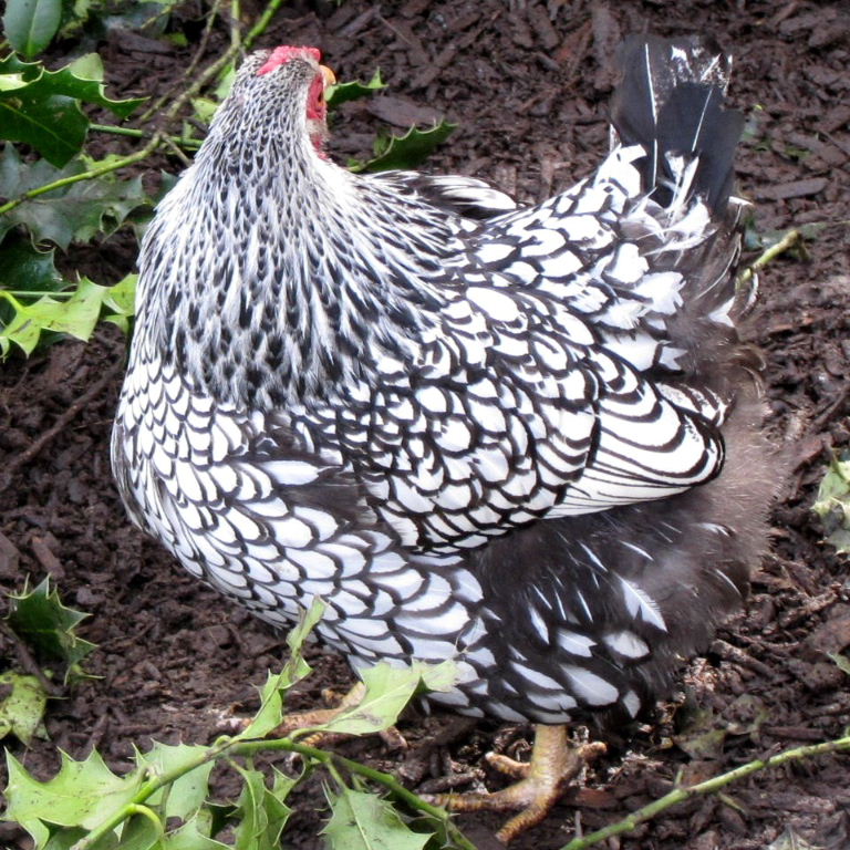 Silver-laced Wyandotte hen