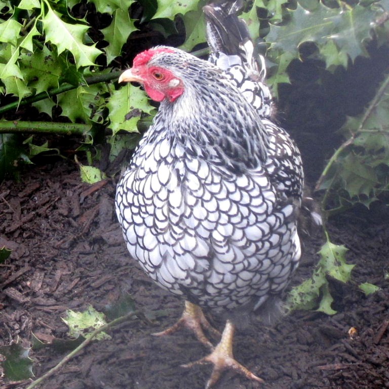 Silver-laced Wyandotte