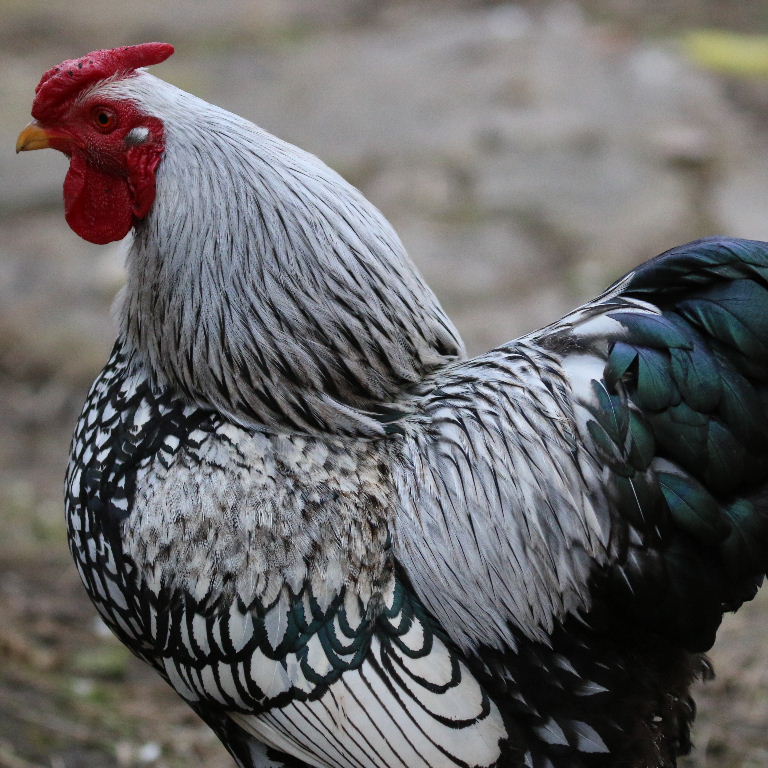Silver-laced Wyandotte