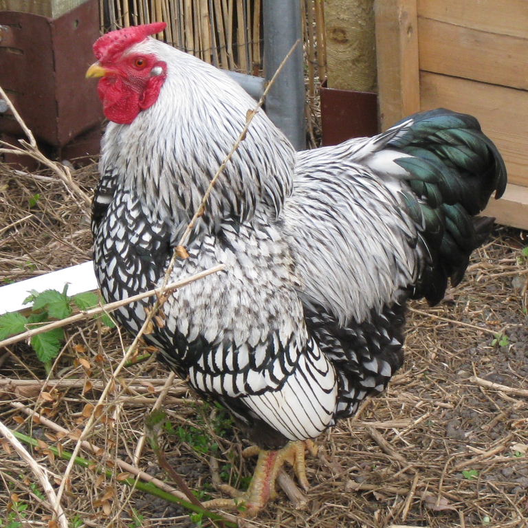Silver-laced Wyandotte