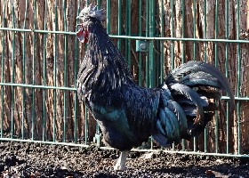 Ayam Cemani Chicken