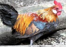 Dutch Bantam