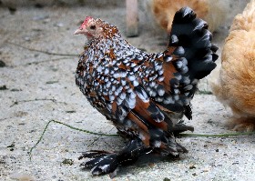Dutch Booted Bantam