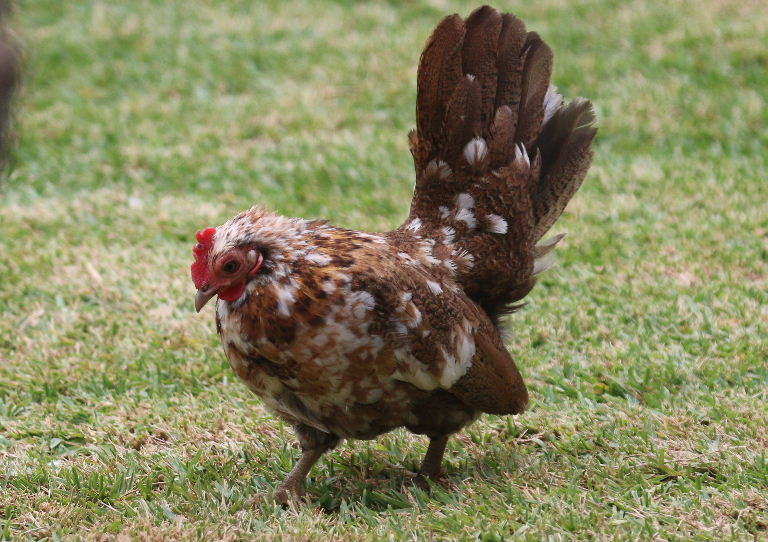 Serama Bantam