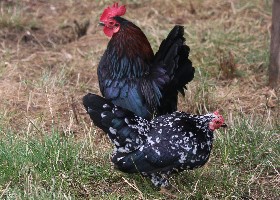 Serama Bantam