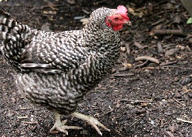 Barred Plymouth Rock
