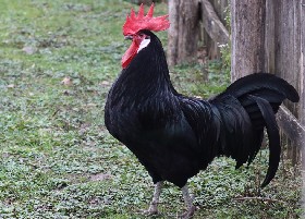 Bergischer Schlotterkamm cockerel