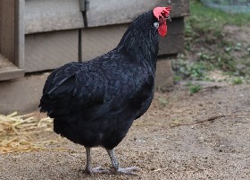 Bergischer Schlotterkamm hen