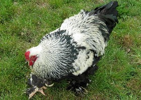 Dark Brahma chicken
