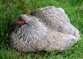 Brahma hen