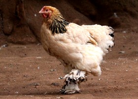 Buff Brahma chicken