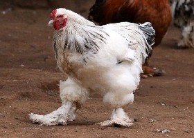 Light Brahma chicken