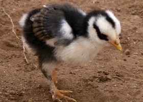 Chick