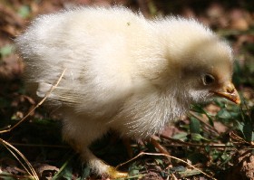 Chick 6