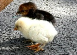 Chicks