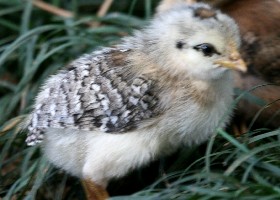 Chick 8