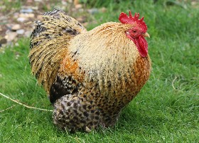 Pekin Bantam
