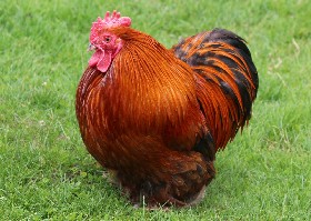 Pekin Bantam
