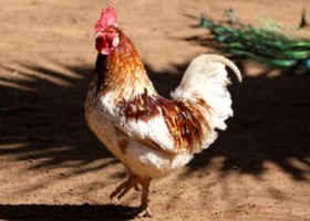chicken 14