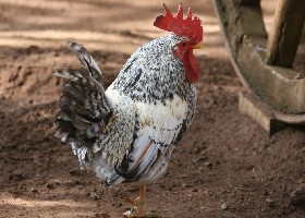 chicken 20