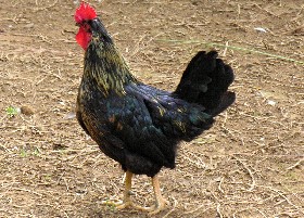 chicken 25