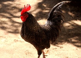chicken 3