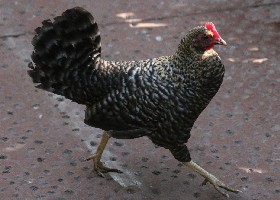Hen