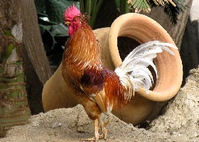 Chicken 41