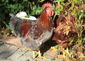 chicken