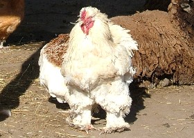 Brahma chicken with leggings