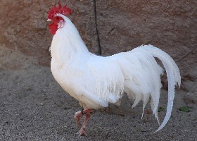 Saxon chicken