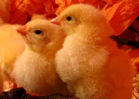 Chicks