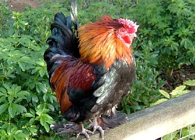 Bantam Cockerel