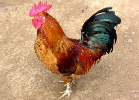 chicken 38